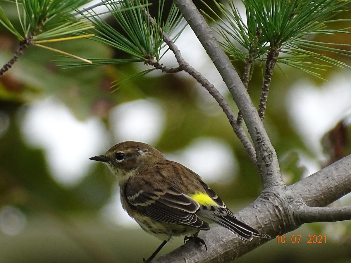 Yellow-rumped Warbler - ML375793781