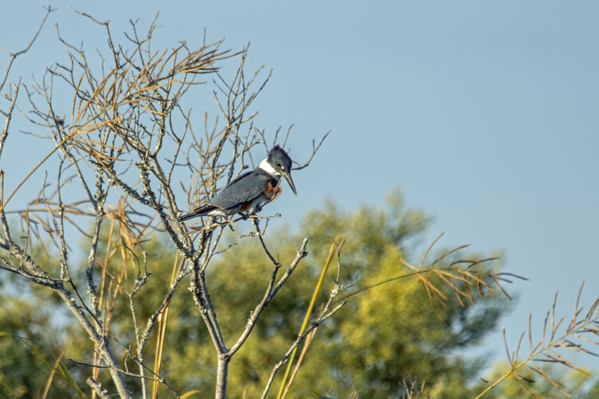 Belted Kingfisher - ML375795361