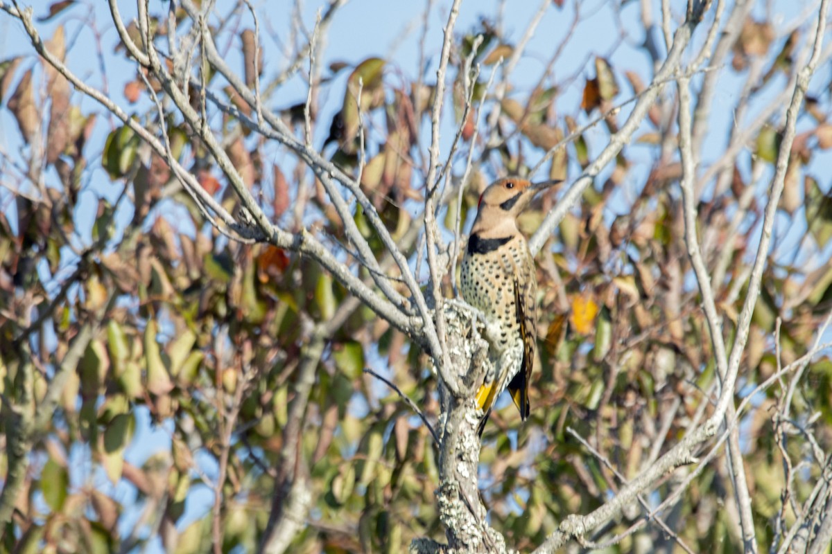 Northern Flicker (Yellow-shafted) - ML375795461