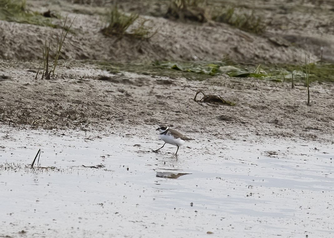 Semipalmated Plover - ML375797041
