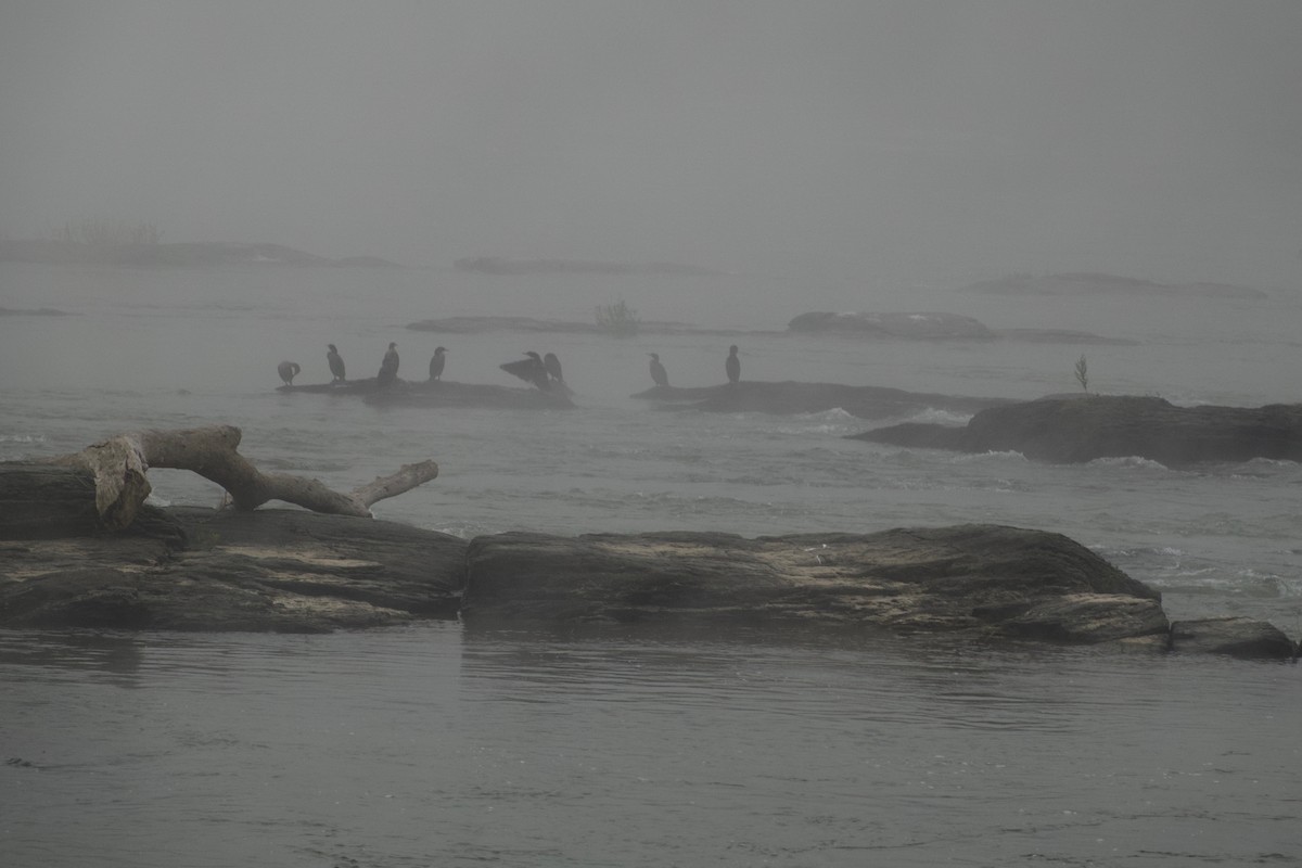 Double-crested Cormorant - ML375797151