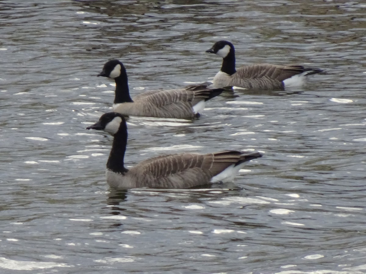 Cackling Goose - ML375797231