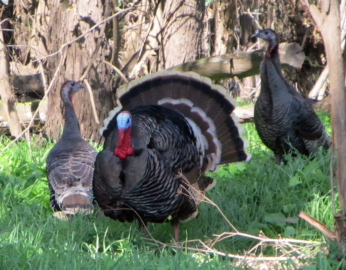 Wild Turkey - ML37579891