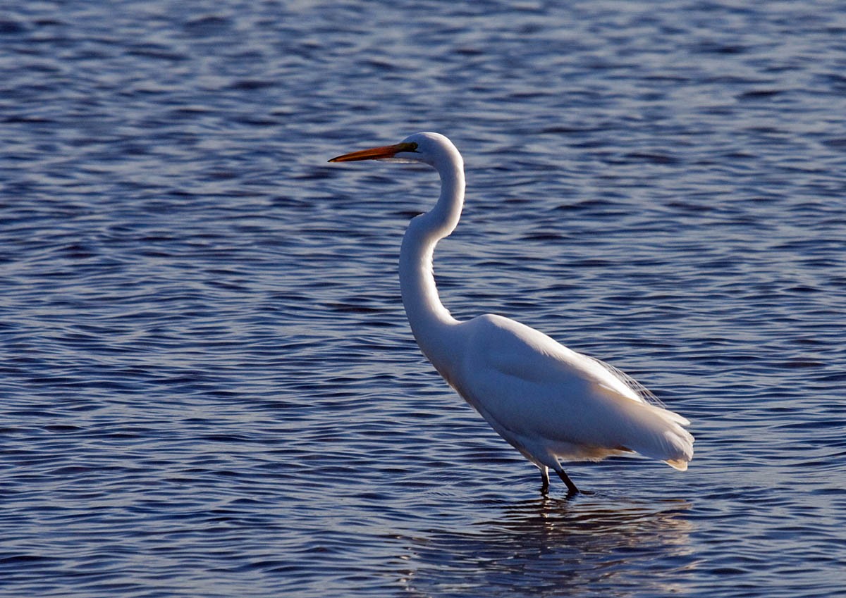 Great Egret - ML37579961