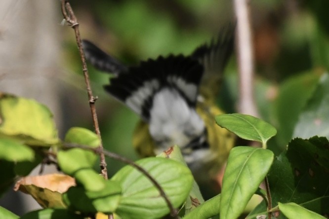 Magnolia Warbler - Bob Diebold