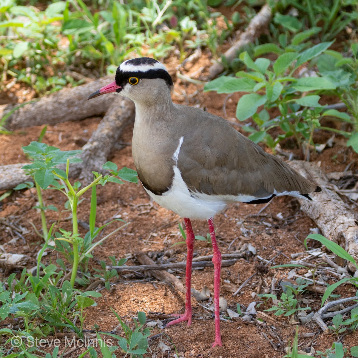 Crowned Lapwing - ML375800151