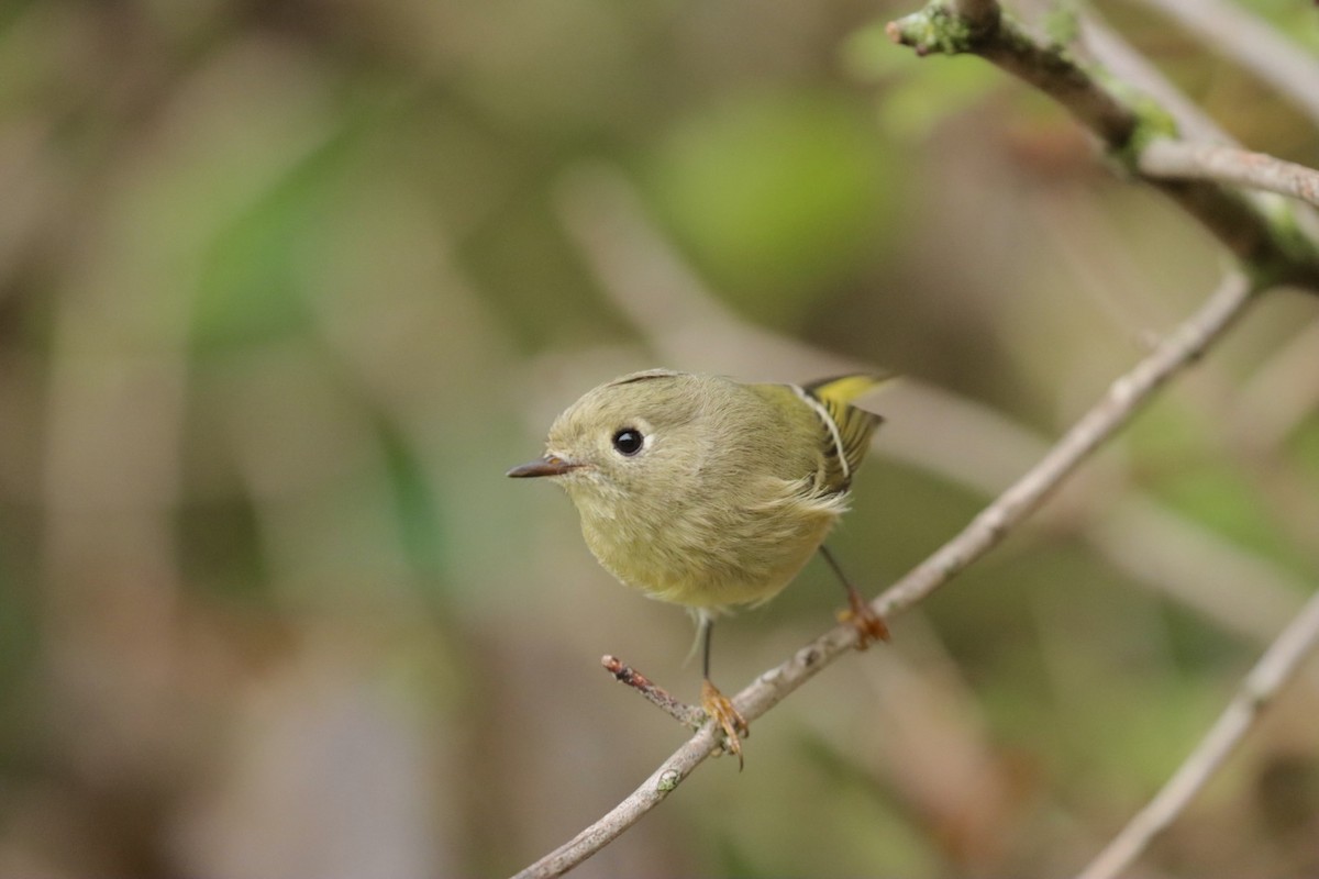 Ruby-crowned Kinglet - ML375800171