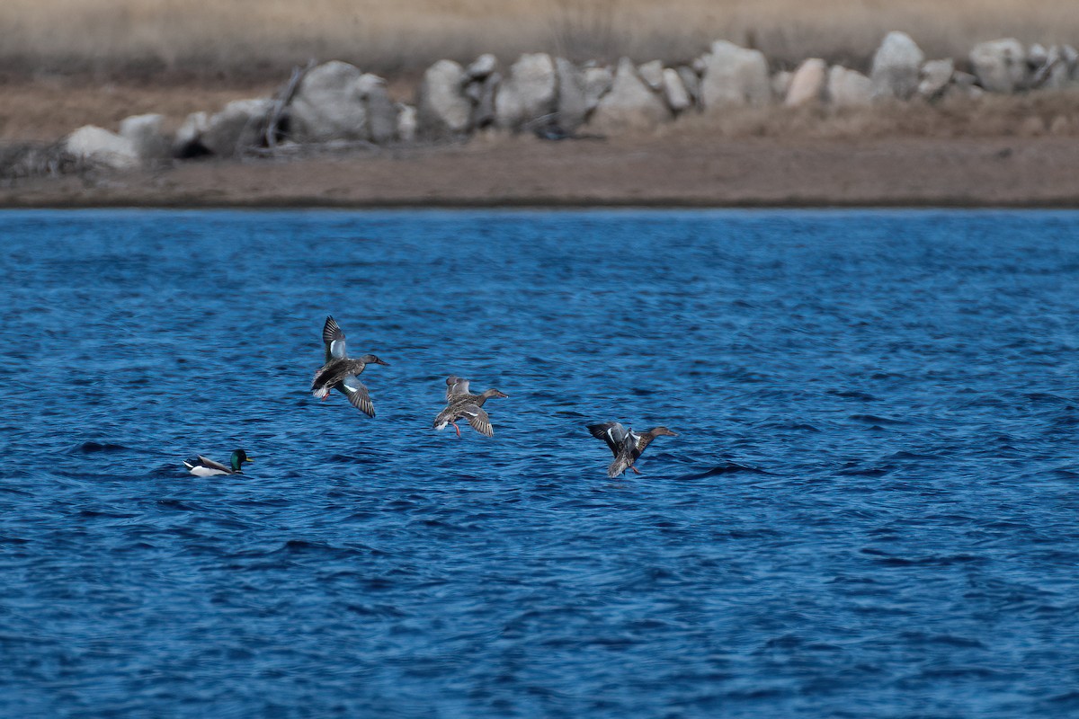 Northern Shoveler - Ana Amaral