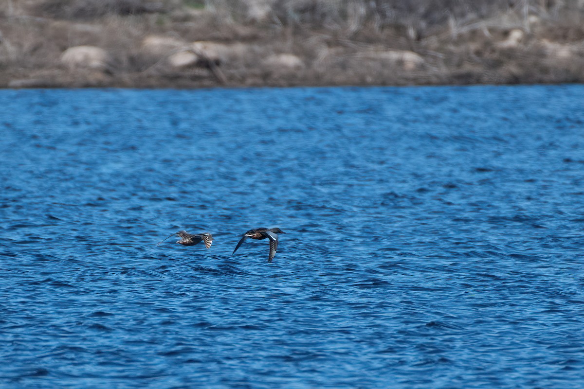 Northern Shoveler - ML375801651