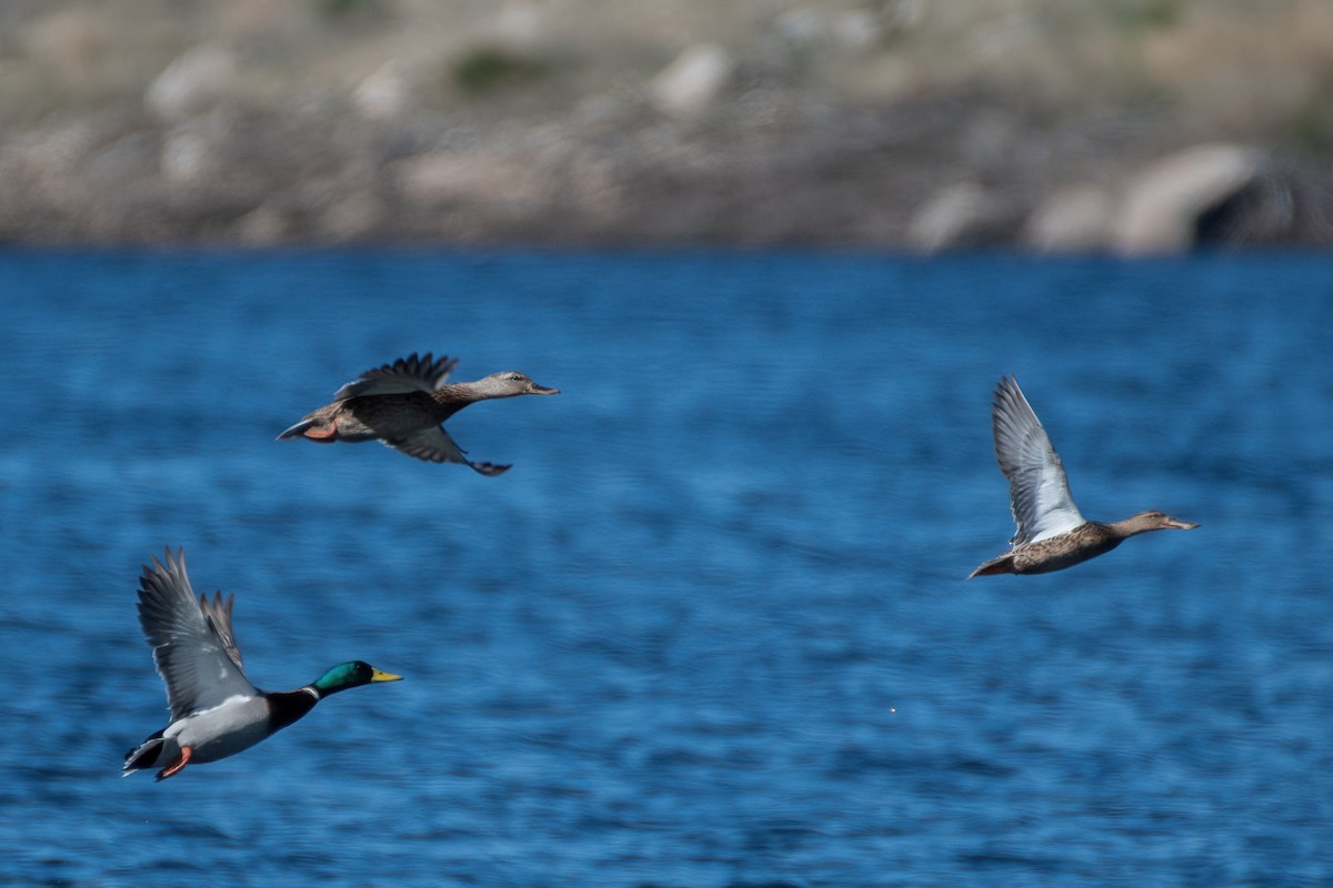 Northern Shoveler - ML375801671