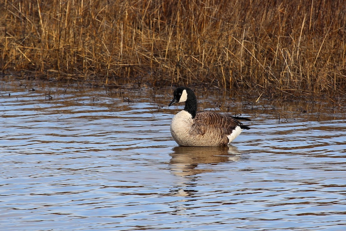 Canada Goose - Rob Bielawski