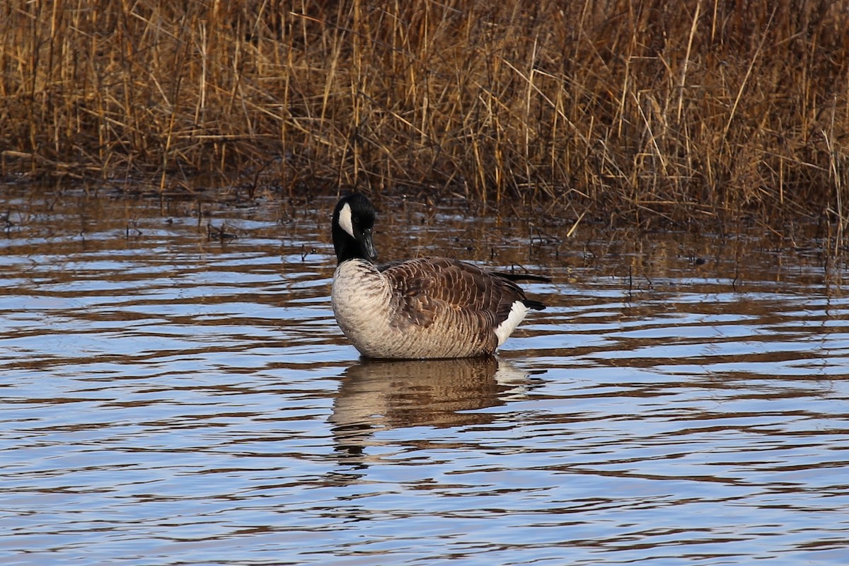 Canada Goose - Rob Bielawski