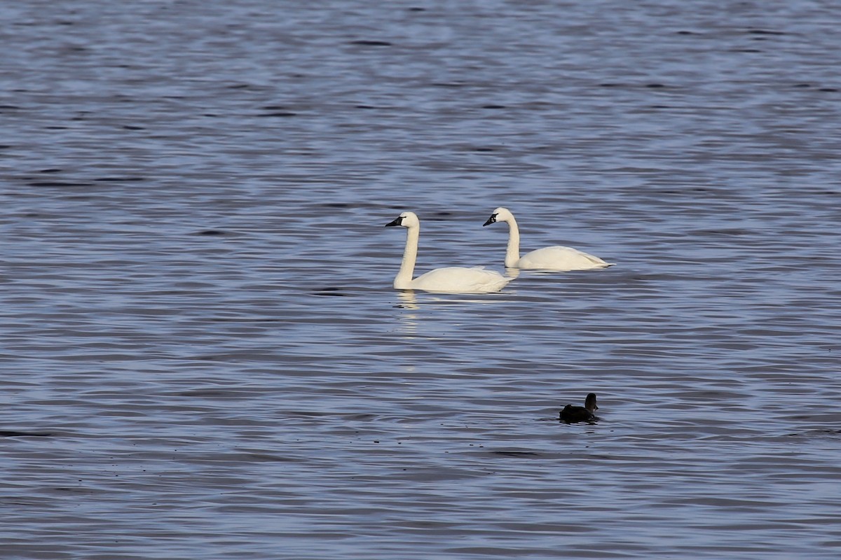 Cygne siffleur - ML375804581