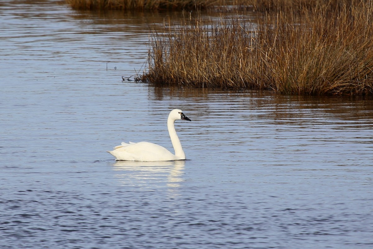 Tundra Swan - ML375804601