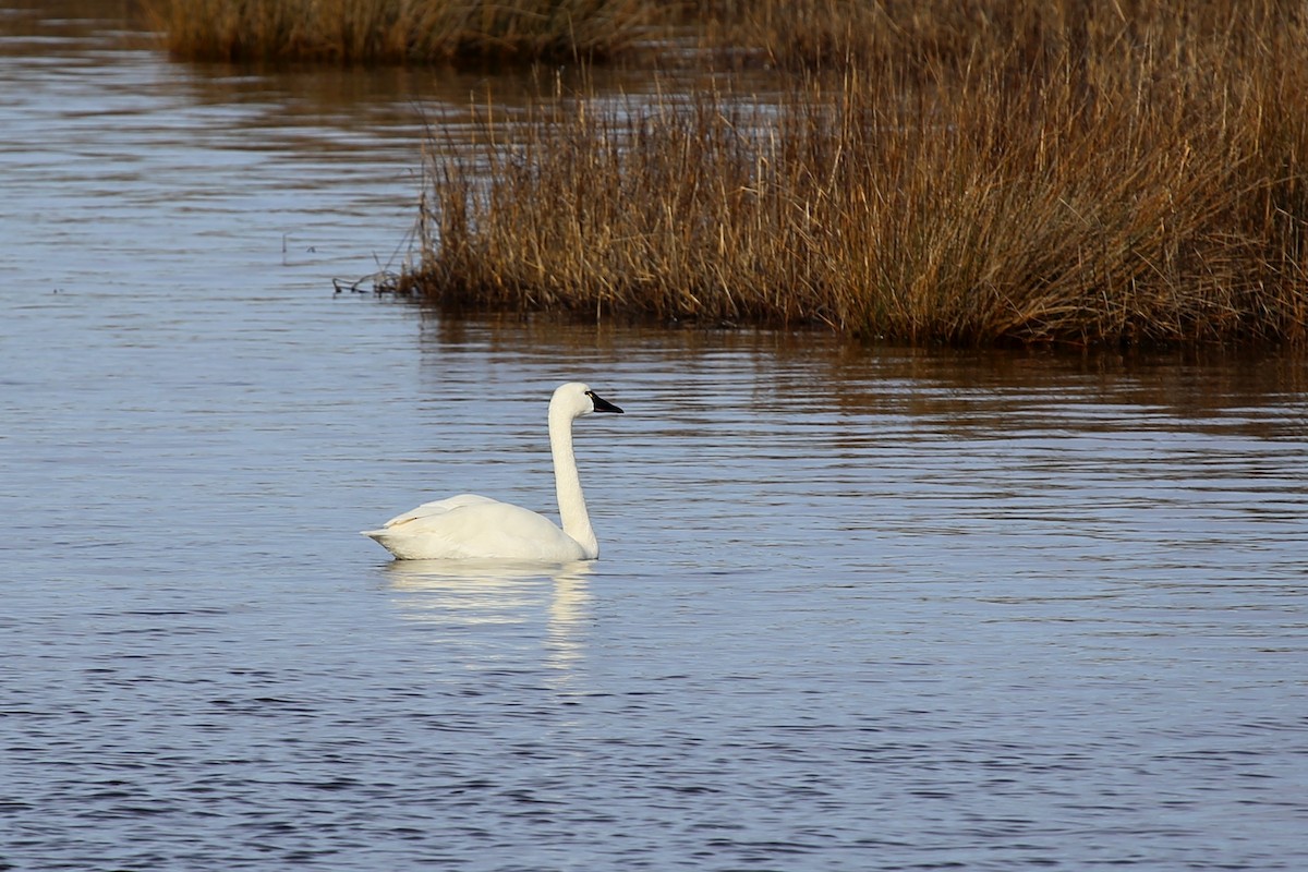 Tundra Swan - ML375804621