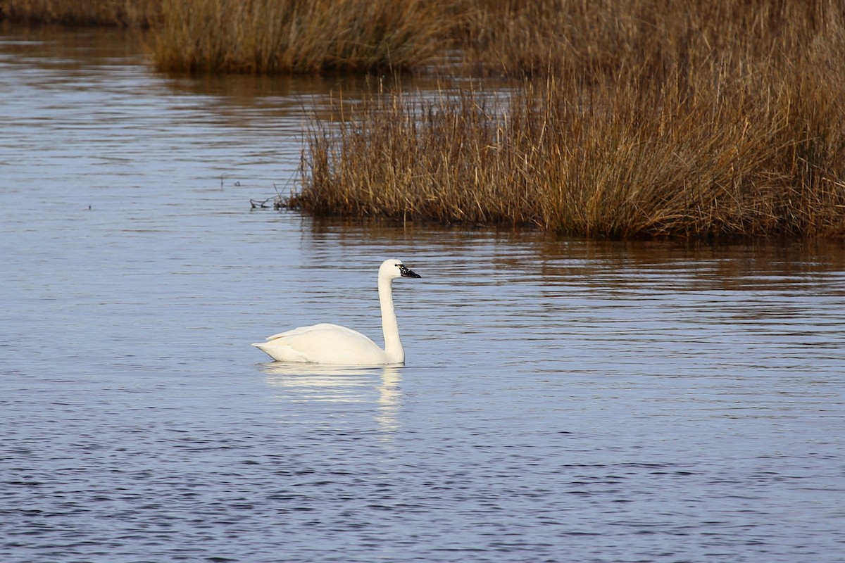 Tundra Swan - ML375804631