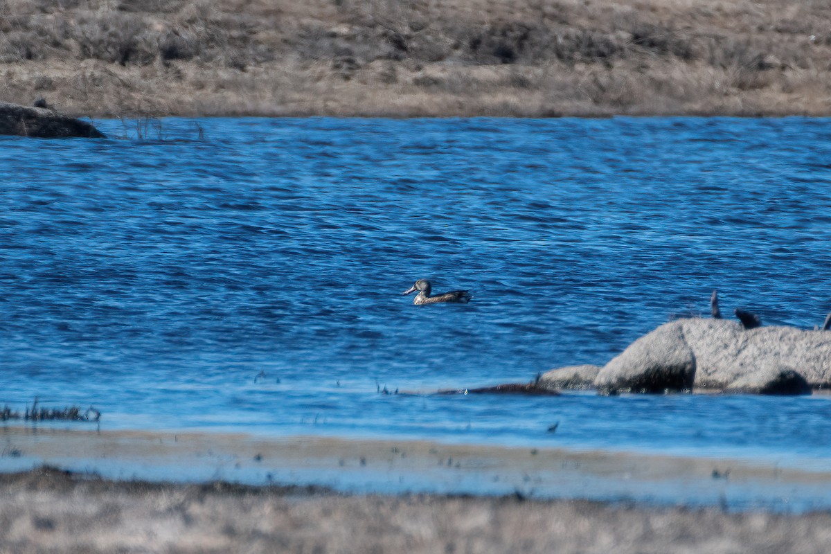 Northern Shoveler - ML375805361