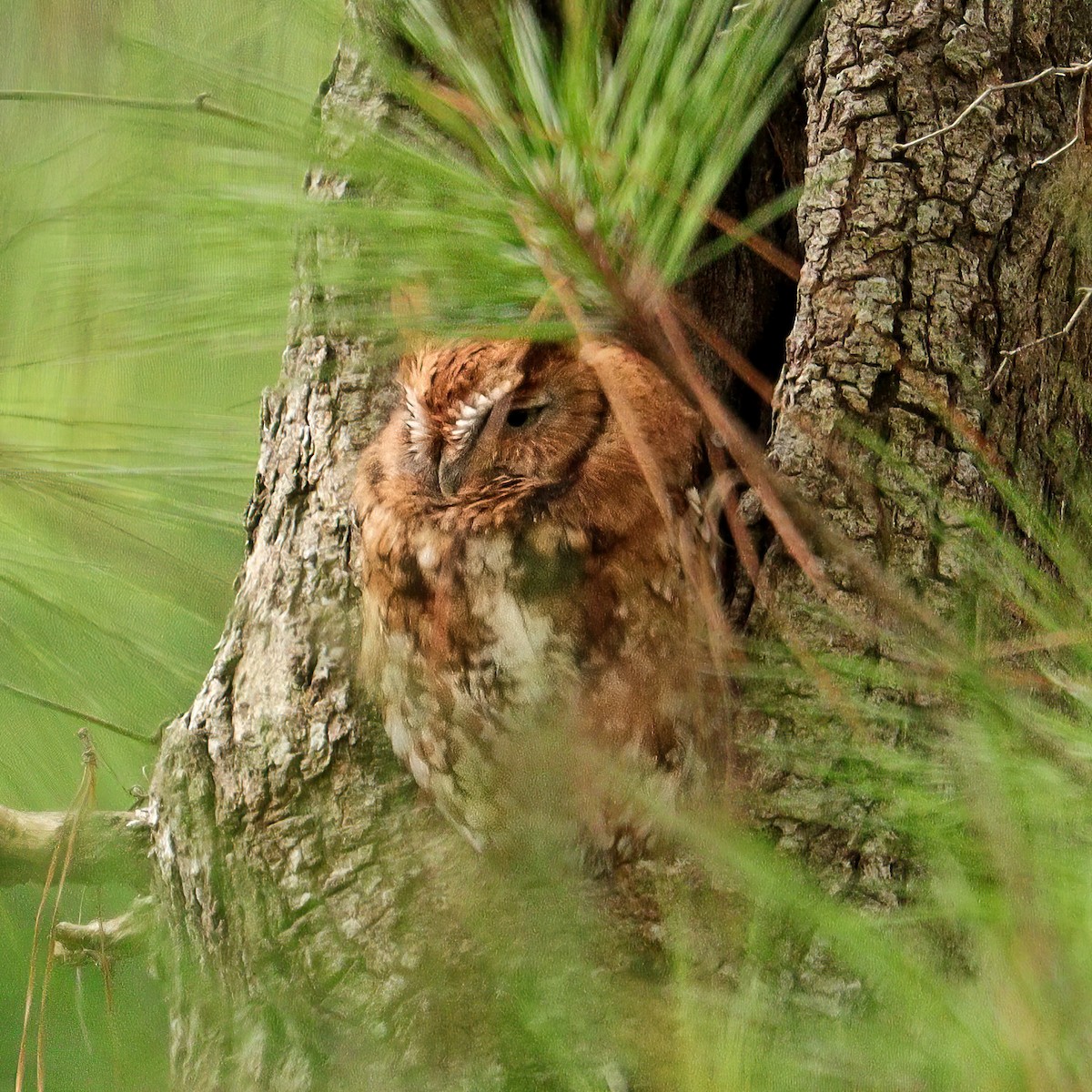 Eastern Screech-Owl - ML375805391