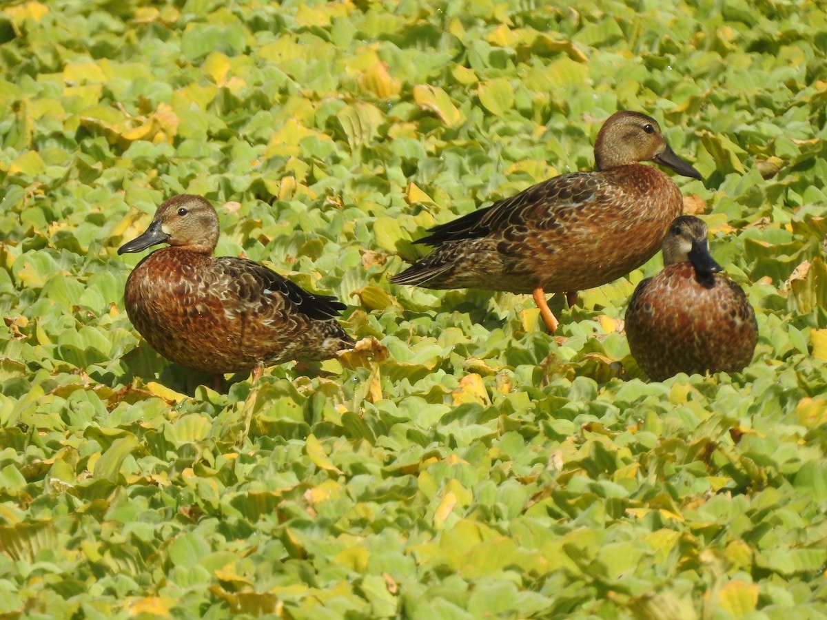ミカヅキシマアジ - ML375805551