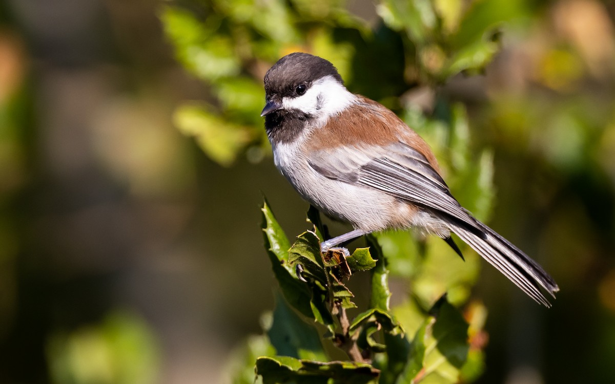 Chestnut-backed Chickadee - Blake Matheson