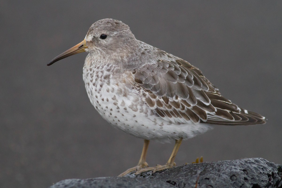 Rock Sandpiper - Johnny Bovee