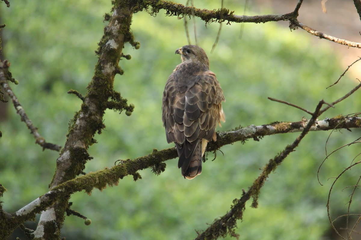 Common Buzzard - The Pollachi Papyrus