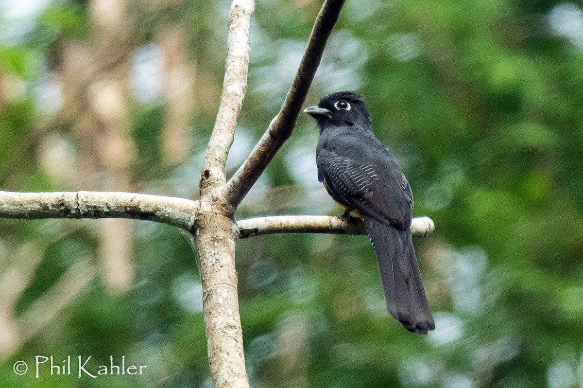 trogon amazonský - ML37580881