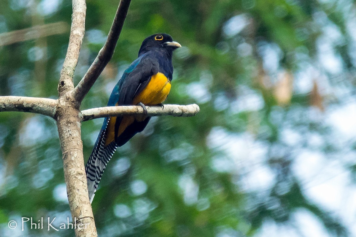 trogon amazonský - ML37580921