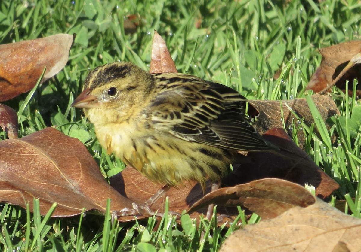 Bobolink - Thomas Wurster