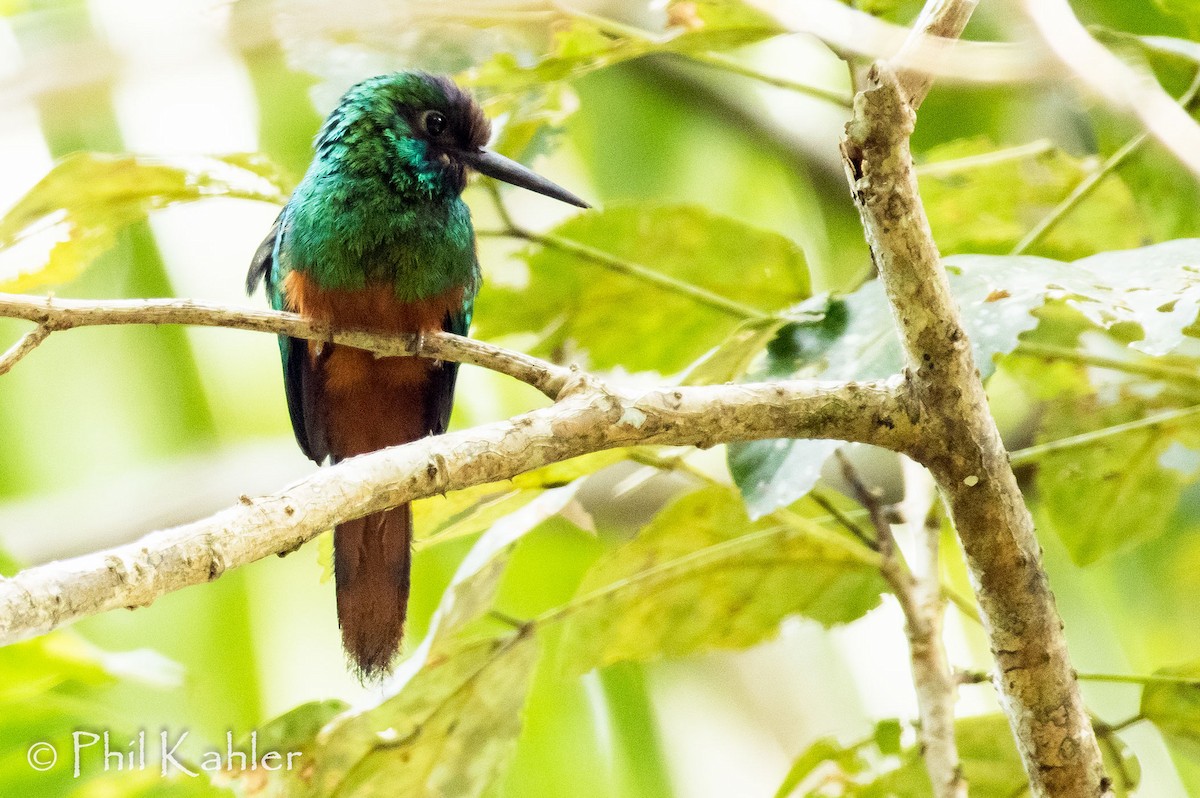 White-chinned Jacamar - ML37581201