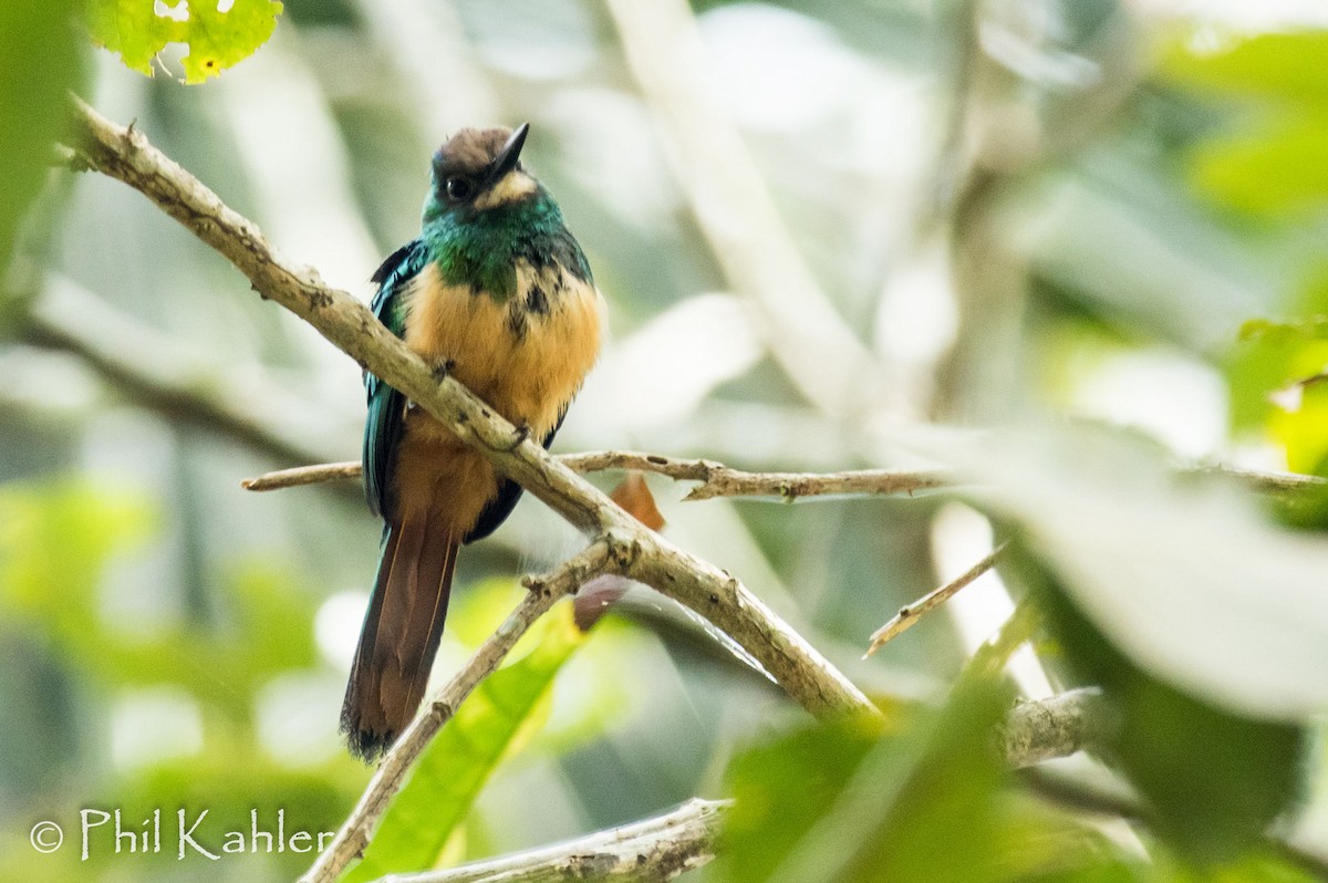 White-chinned Jacamar - ML37581271