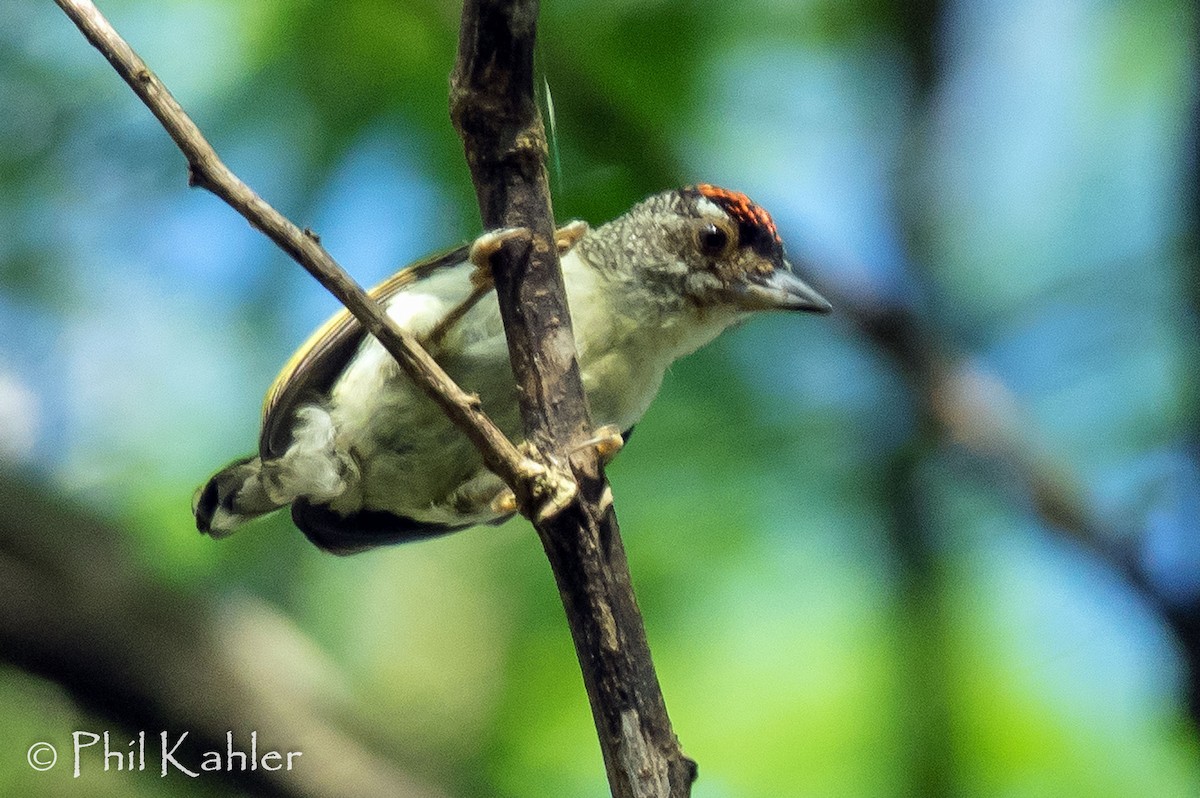 Plain-breasted Piculet - ML37581421