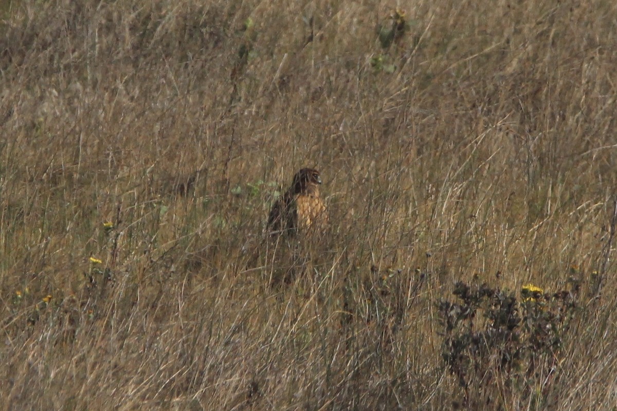 Northern Harrier - Anthony Scott