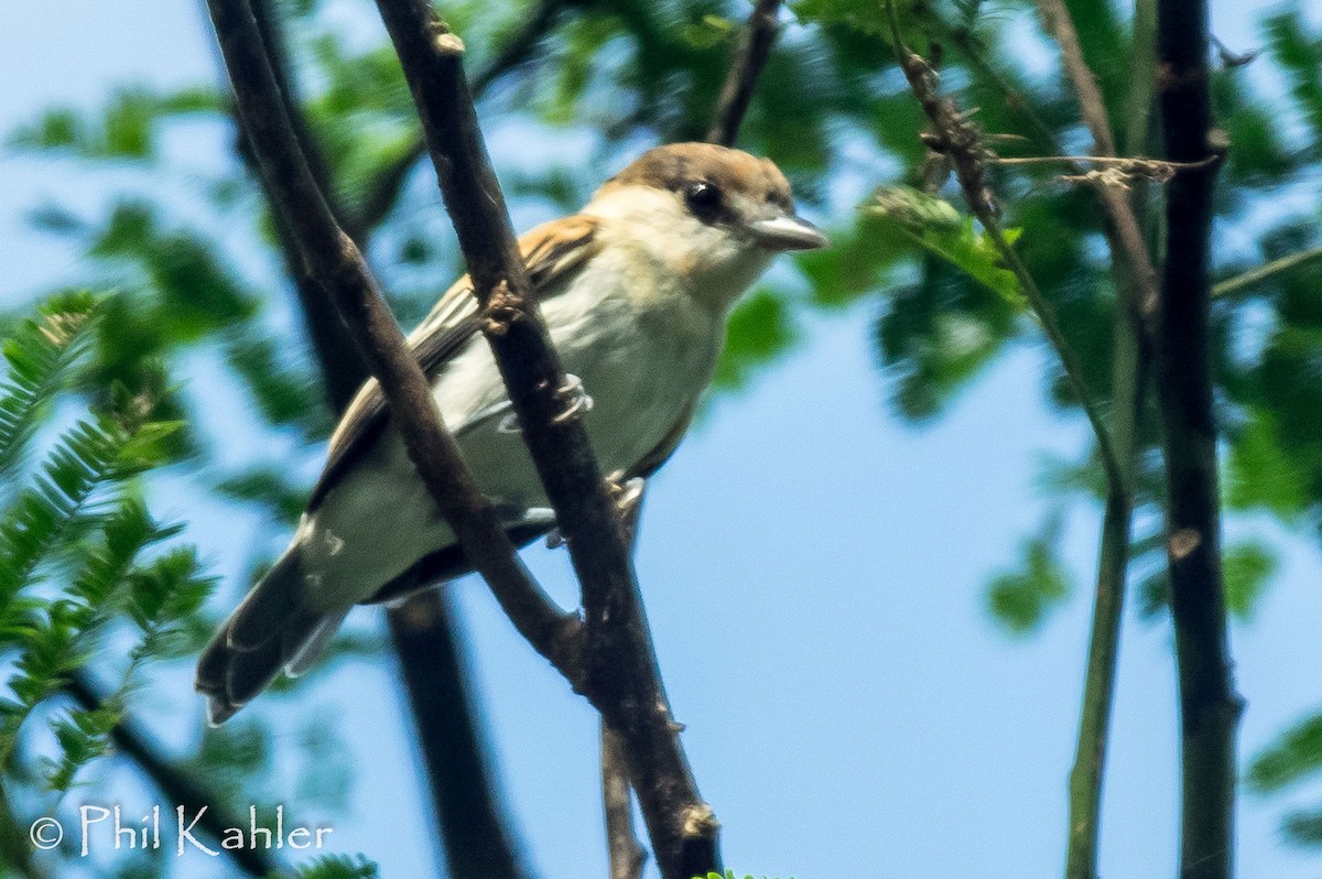 White-winged Becard - ML37581681