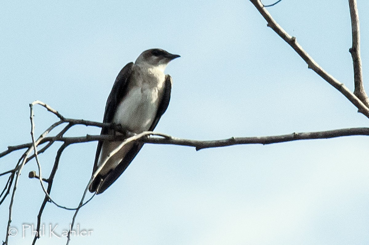 Brown-chested Martin - ML37581761