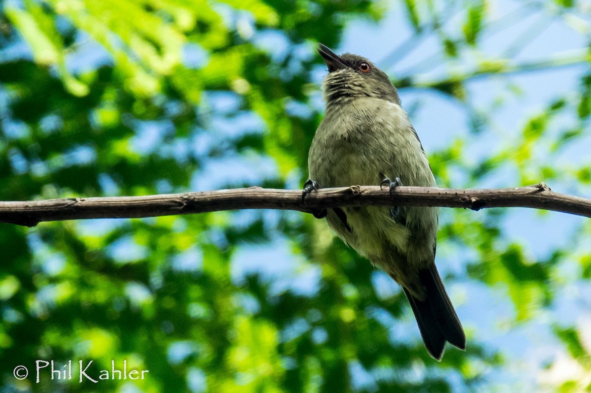 Yellow-bellied Dacnis - ML37581861