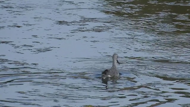 Greater Yellowlegs - ML375818841