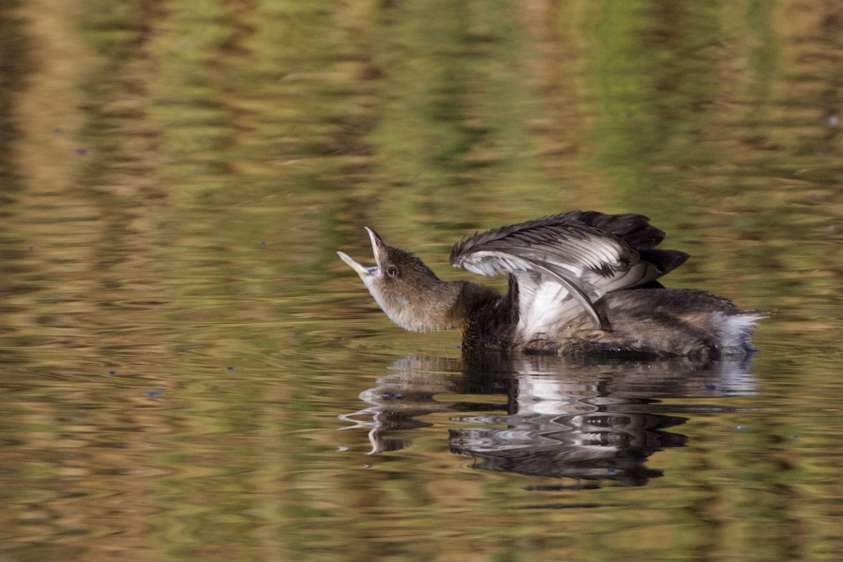 Pied-billed Grebe - Aaron Roberge