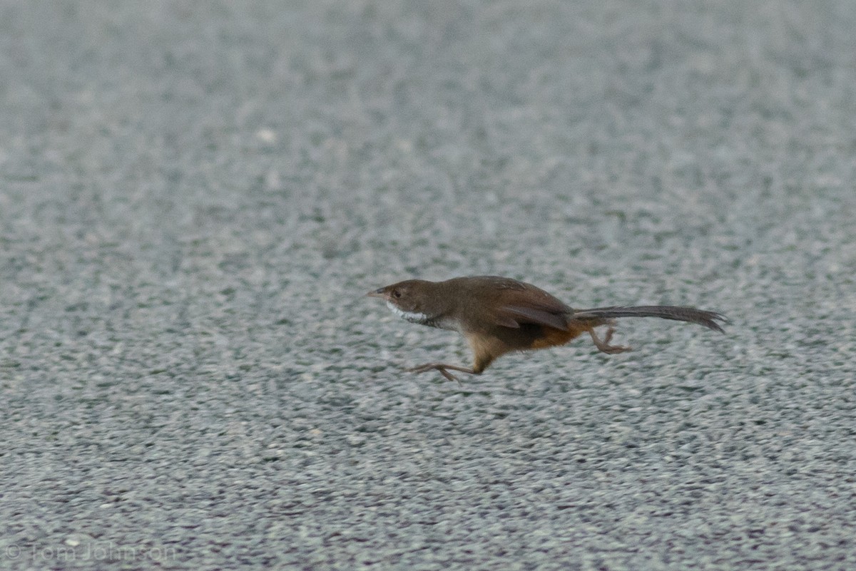 Noisy Scrub-bird - Tom Johnson