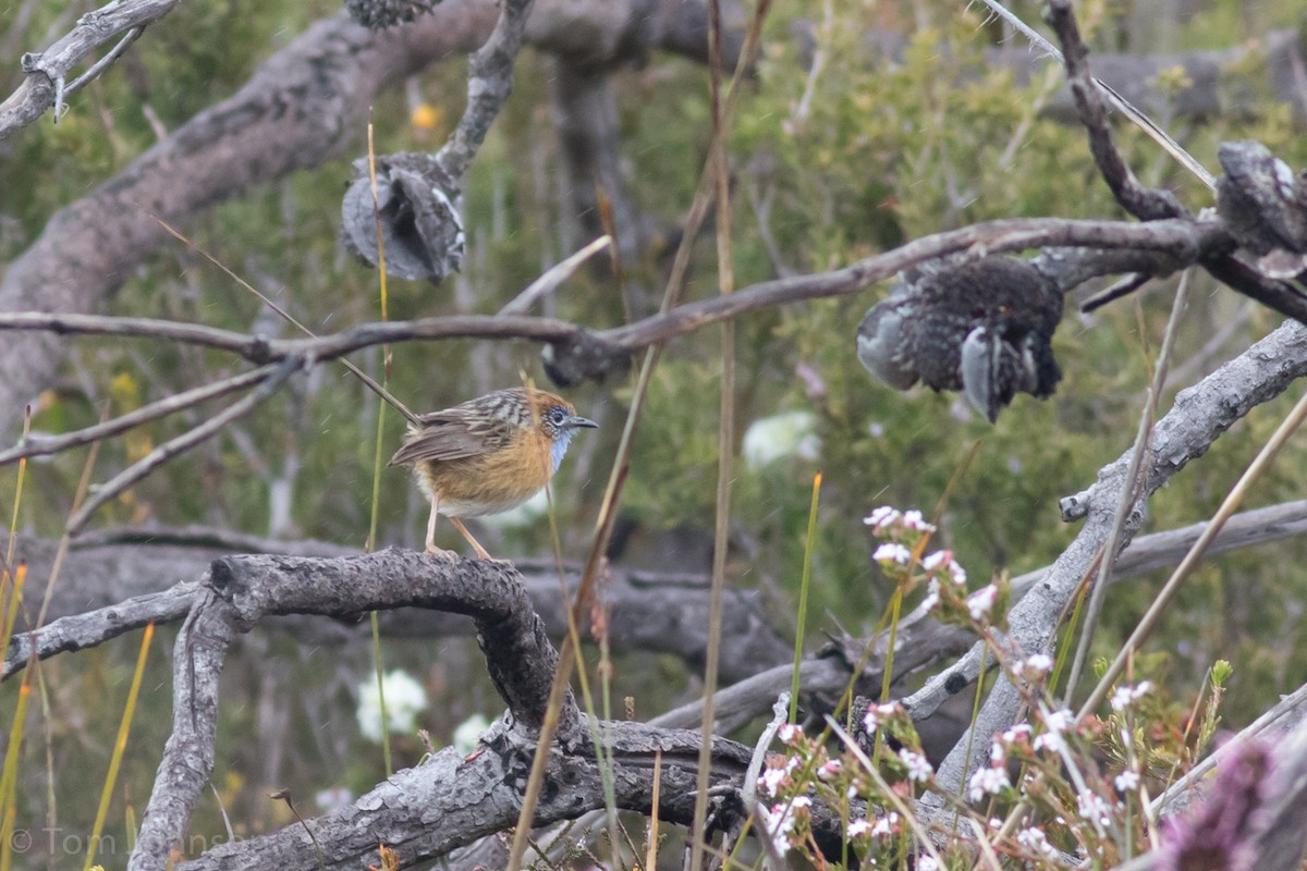 Southern Emuwren - ML37581941