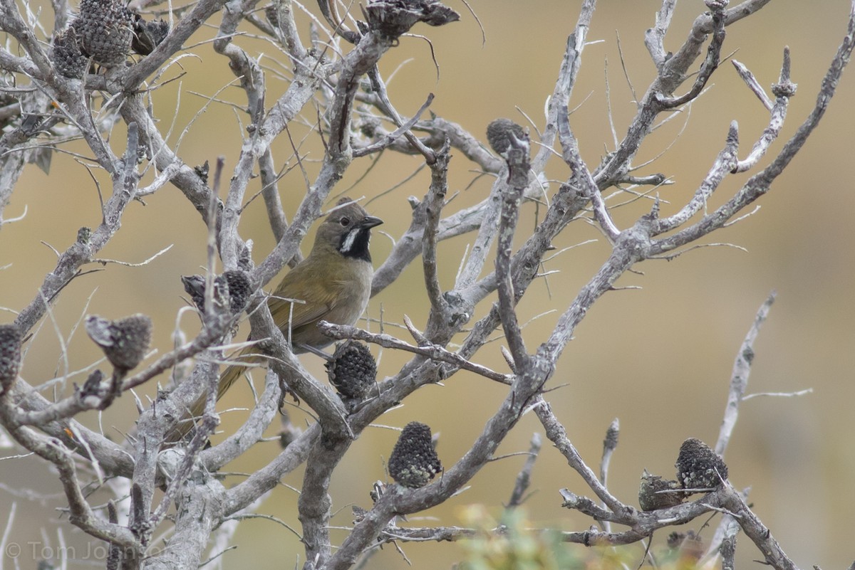 Western Whipbird - ML37581981