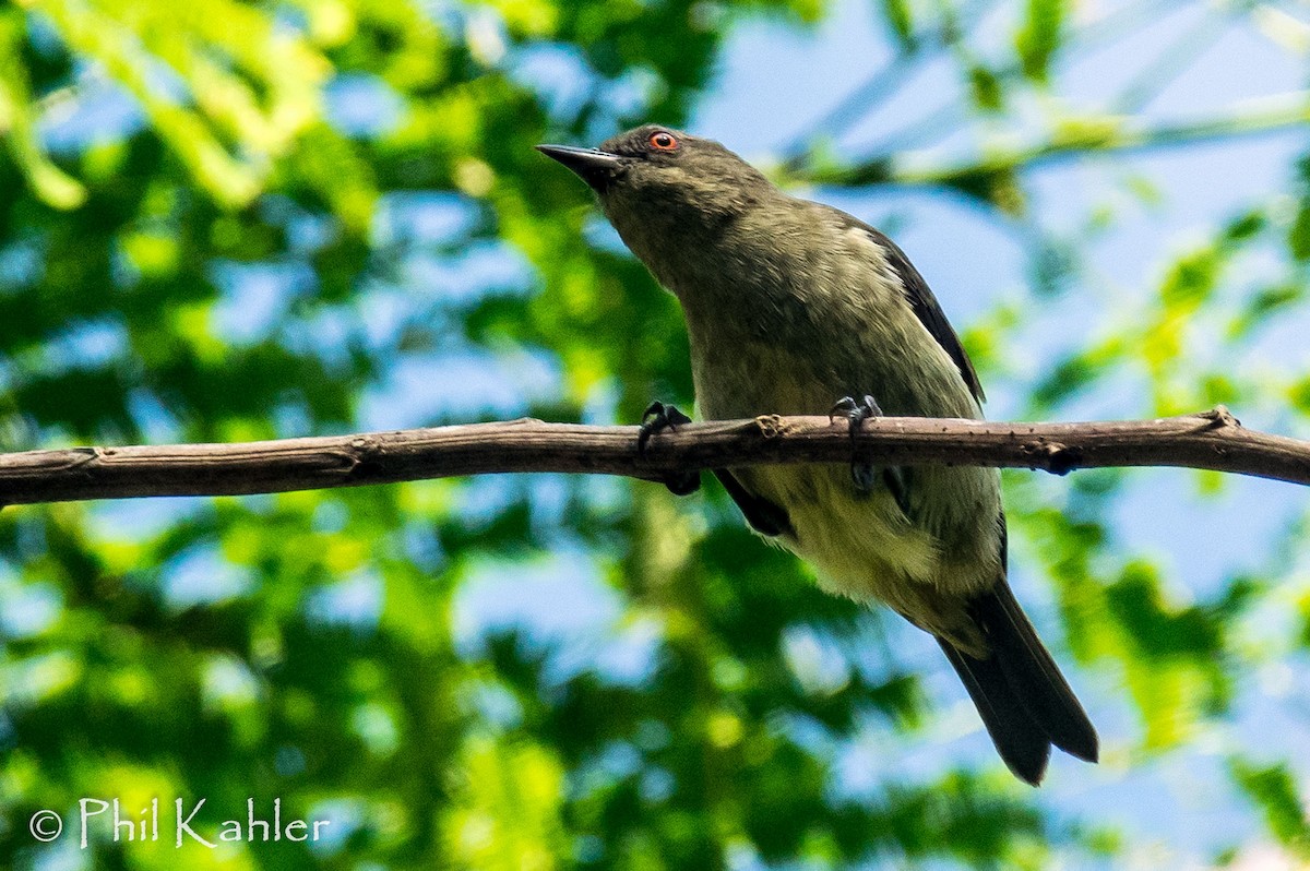 Yellow-bellied Dacnis - ML37582011