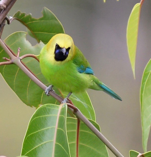 Blue-winged Leafbird - marcel finlay