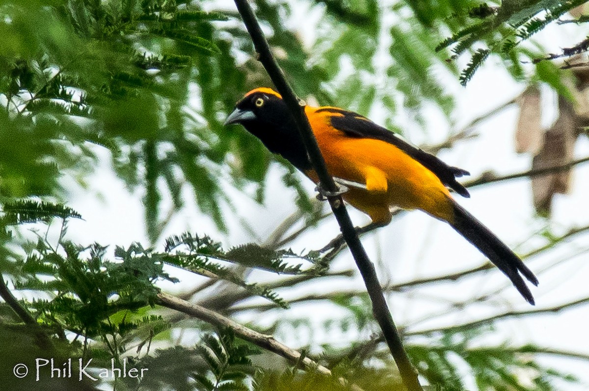 Orange-backed Troupial - ML37582081