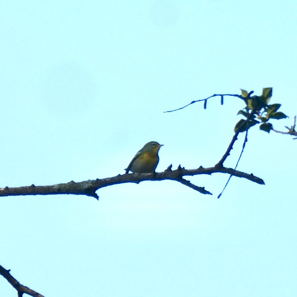 Northern Parula - ML375820891