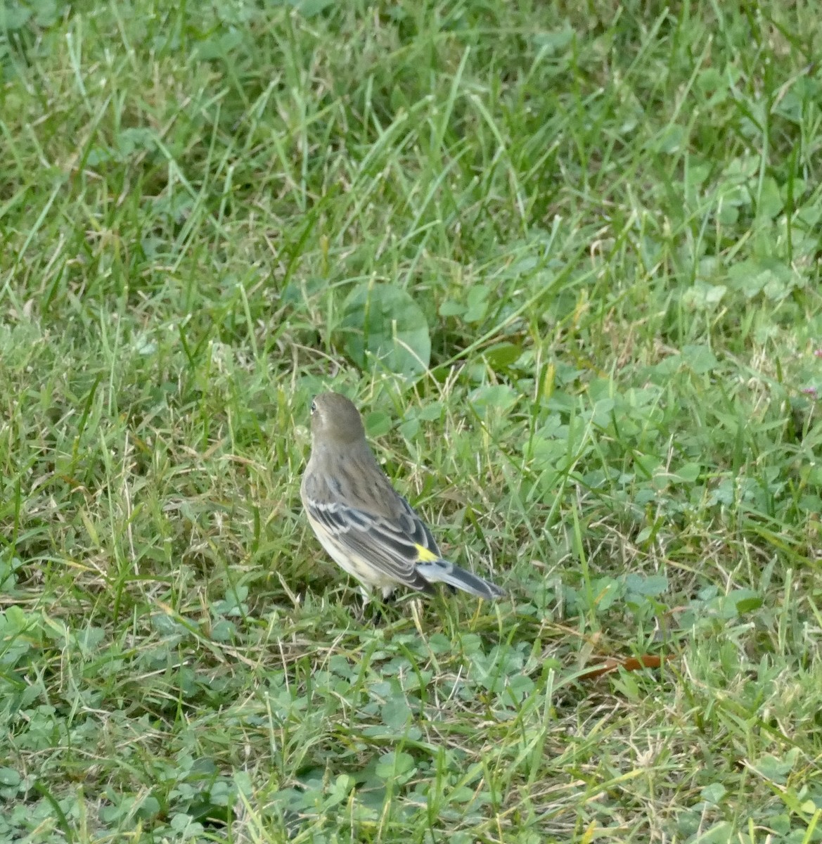 Yellow-rumped Warbler - ML375820981