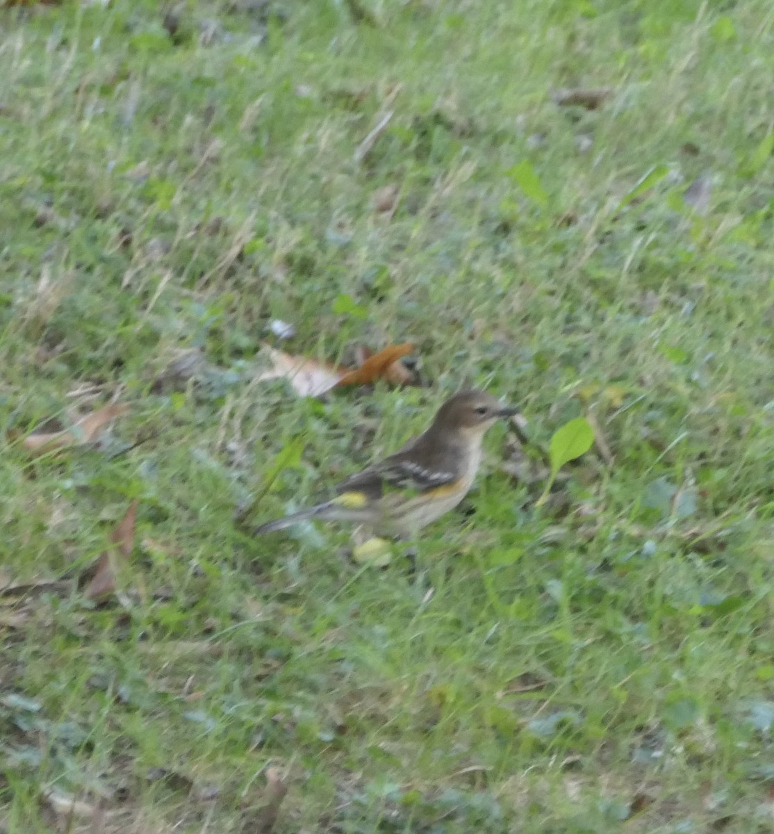 Yellow-rumped Warbler - ML375821021