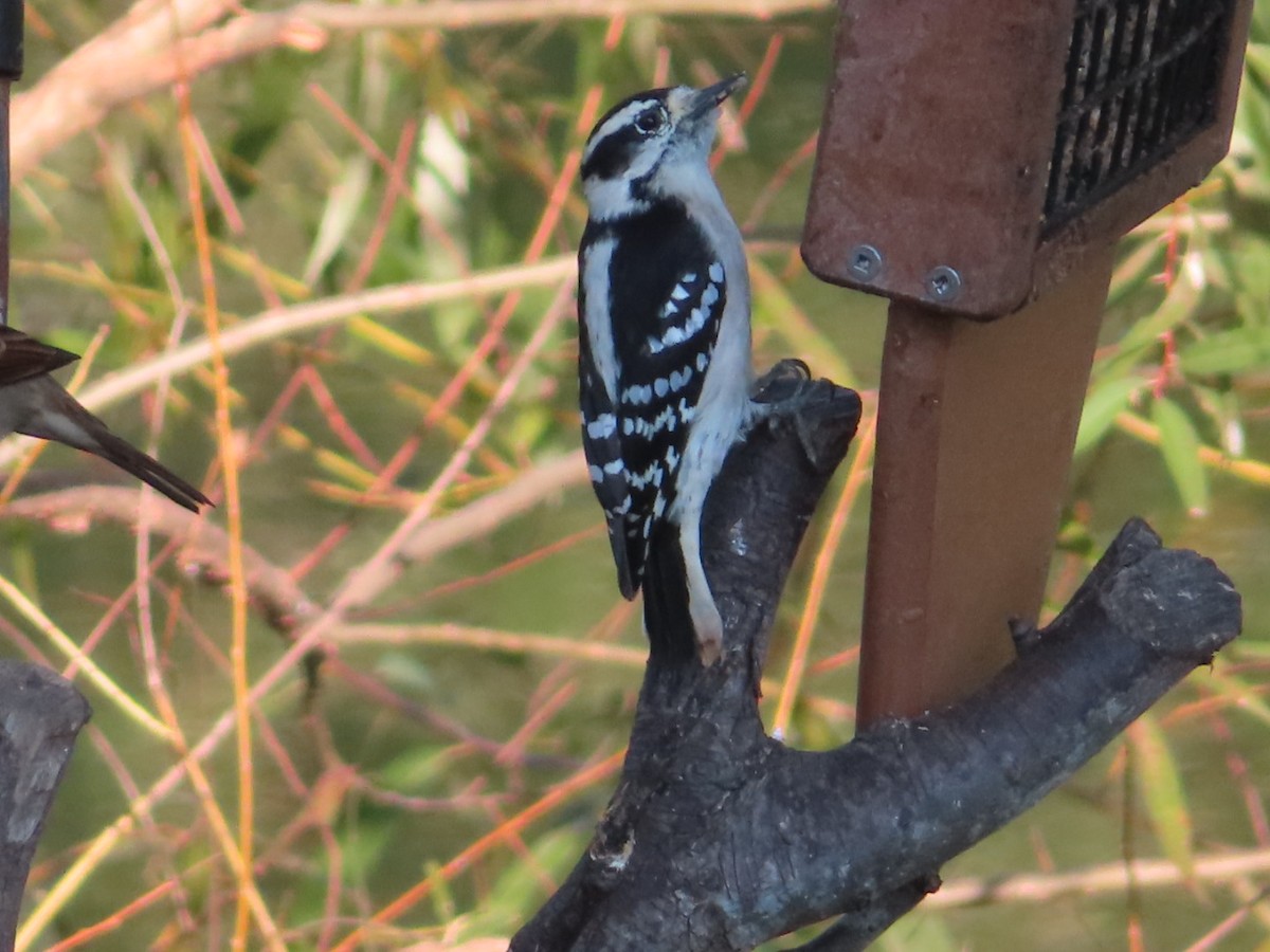 Downy Woodpecker - ML375822321