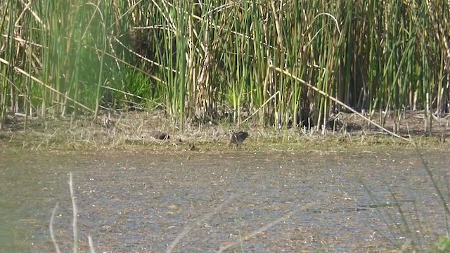 Pantanal Snipe - ML375822361