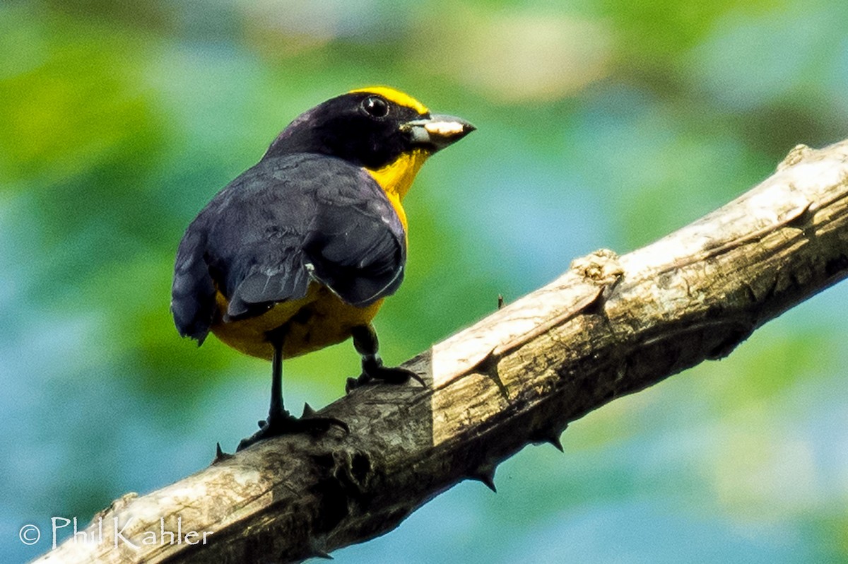 Thick-billed Euphonia - ML37582261